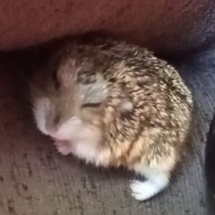 Milo