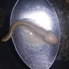 Xico Semen