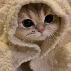 kitty