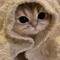 kitty