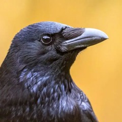 Crow