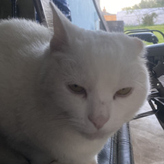 Matthew Marquez-Molnar