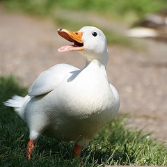 Duckify