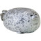 phoca
