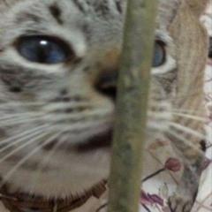 catisback