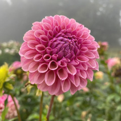 Dahlia