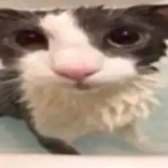 DevotedCustomer