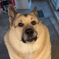 Jackson