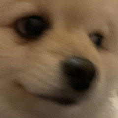 응애