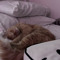 kittenpaws