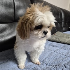 suxxji