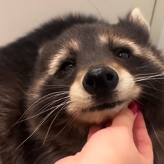 I am racoon, I like pets