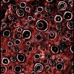 _𝟔𝐥𝐨𝐫𝐞