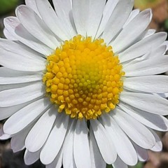 Ria