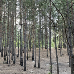 Аннушка
