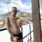 Pedro Lacerda
