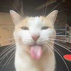 Chomik_