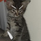 CryingCat
