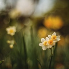 Hawra Alnasr