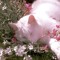 F✩nky.Cat