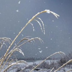 牡丹雪