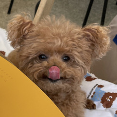 BibiGo