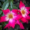 Michael Nixon_NZ