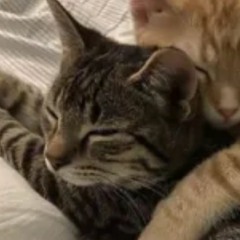 𝙵𝚒𝚕𝚒𝚜𝚔𝚜 ☦︎