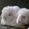 dreamysheepherder