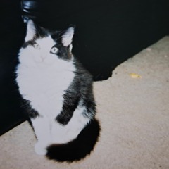 blake :3