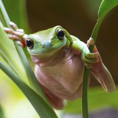 Froggy