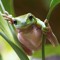 Froggy