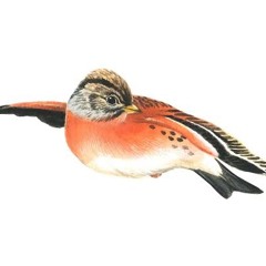 Kurashic