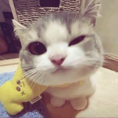 Đoàn Hải 🎵