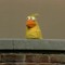 little bird