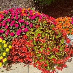 هدى عربي - وليدي حلو  New 2024  اغاني سودانية 2024.mp3