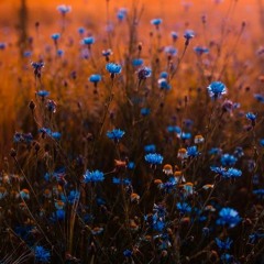 𝔹𝕖𝕟 ℂ𝕒𝕞𝕡𝕓𝕖𝕝𝕝