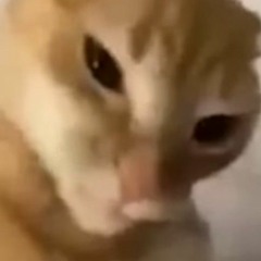 sussy cat