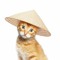 AsianCat60