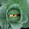 cabbagehead
