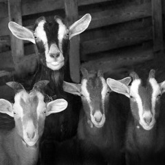 da goats