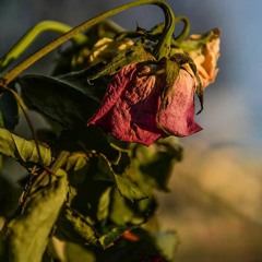 بائعة الورد