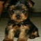 Jerome Donte Thomas