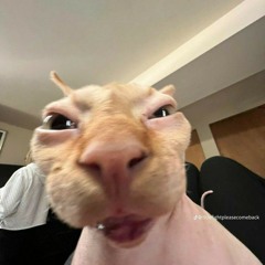 gnonho