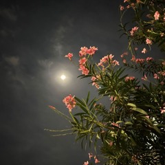 ꧁★لُيَالُيَ★꧂