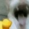 CHRXSFKU