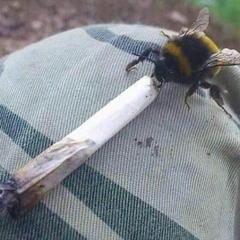 PetersburgerPanierPeter