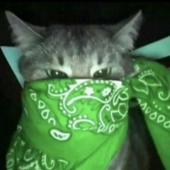 rat