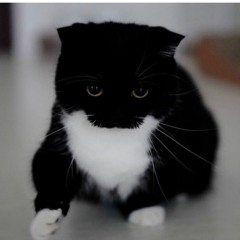 kitty