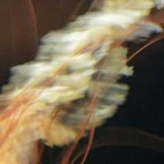 jani